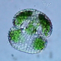 Algae